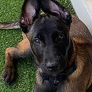 Bloom participe au concours pour gagner de l'argent avec cette photo : dog, puppy, ears, black_fur, brown_fur, collar, grass, artificial_grass, pet, animal, lying_down, close_up, outdoor, curious, canine, young_dog, fur, portrait, domestic_animal, alert