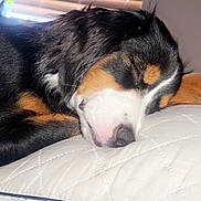 Luna is registered to the contest to win money with this photo: dog, sleeping, tricolor, paw, closeup, cozy, quilted, white, fur, pet, resting, indoors, cute, animal, snout, relaxation, peaceful, soft, companion, napping