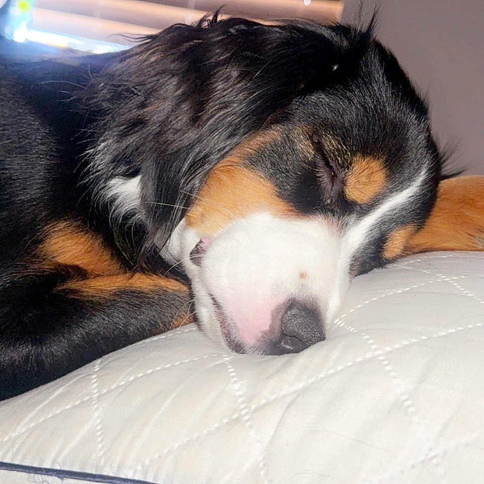 Luna is registered to the contest to win money with this photo: animal, closeup, companion, cozy, cute, dog, fur, indoors, napping, paw, peaceful, pet, quilted, relaxation, resting, sleeping, snout, soft, tricolor, white