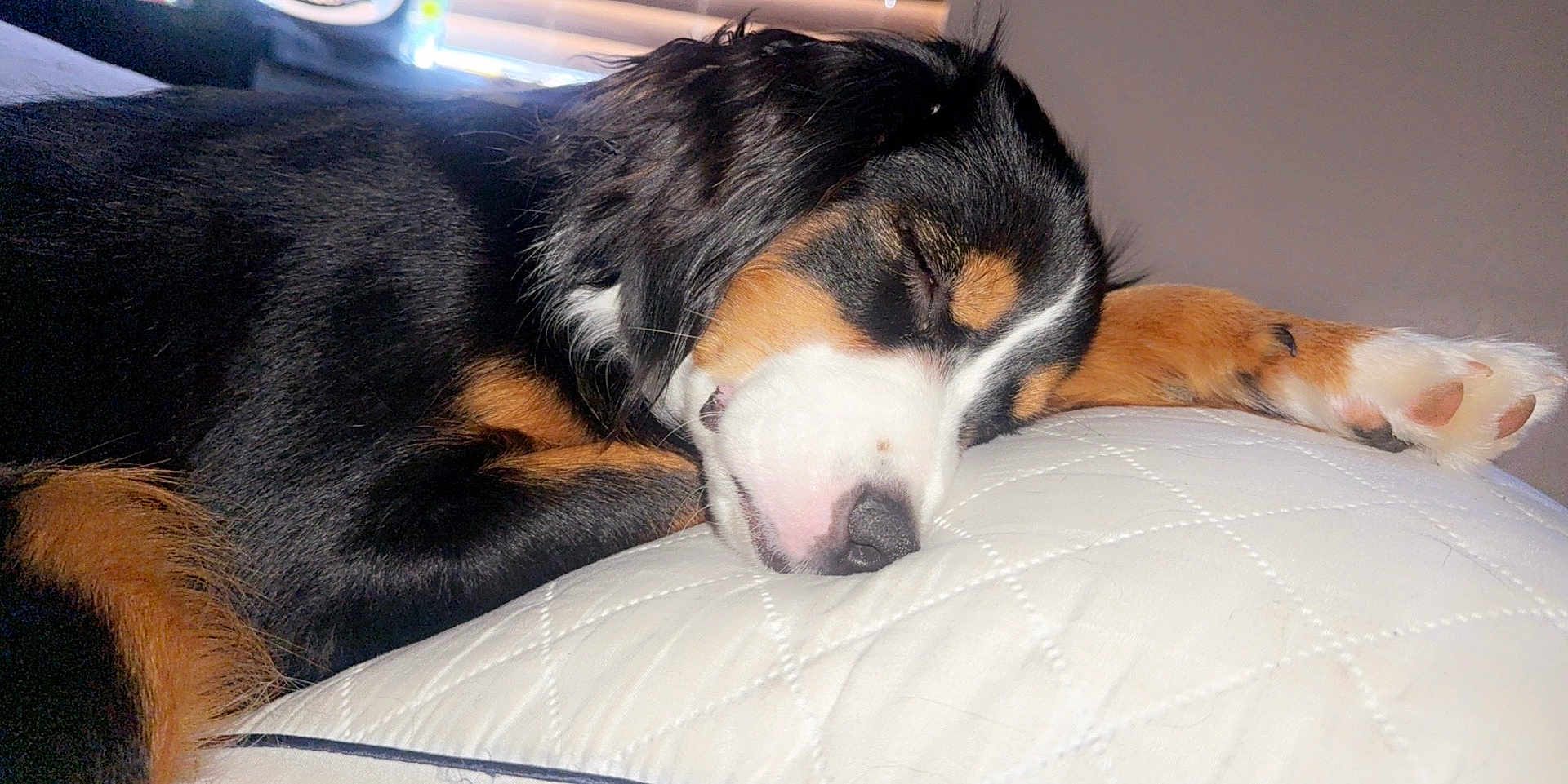 Luna is registered to the contest to win money with this photo: dog, sleeping, tricolor, paw, closeup, cozy, quilted, white, fur, pet, resting, indoors, cute, animal, snout, relaxation, peaceful, soft, companion, napping