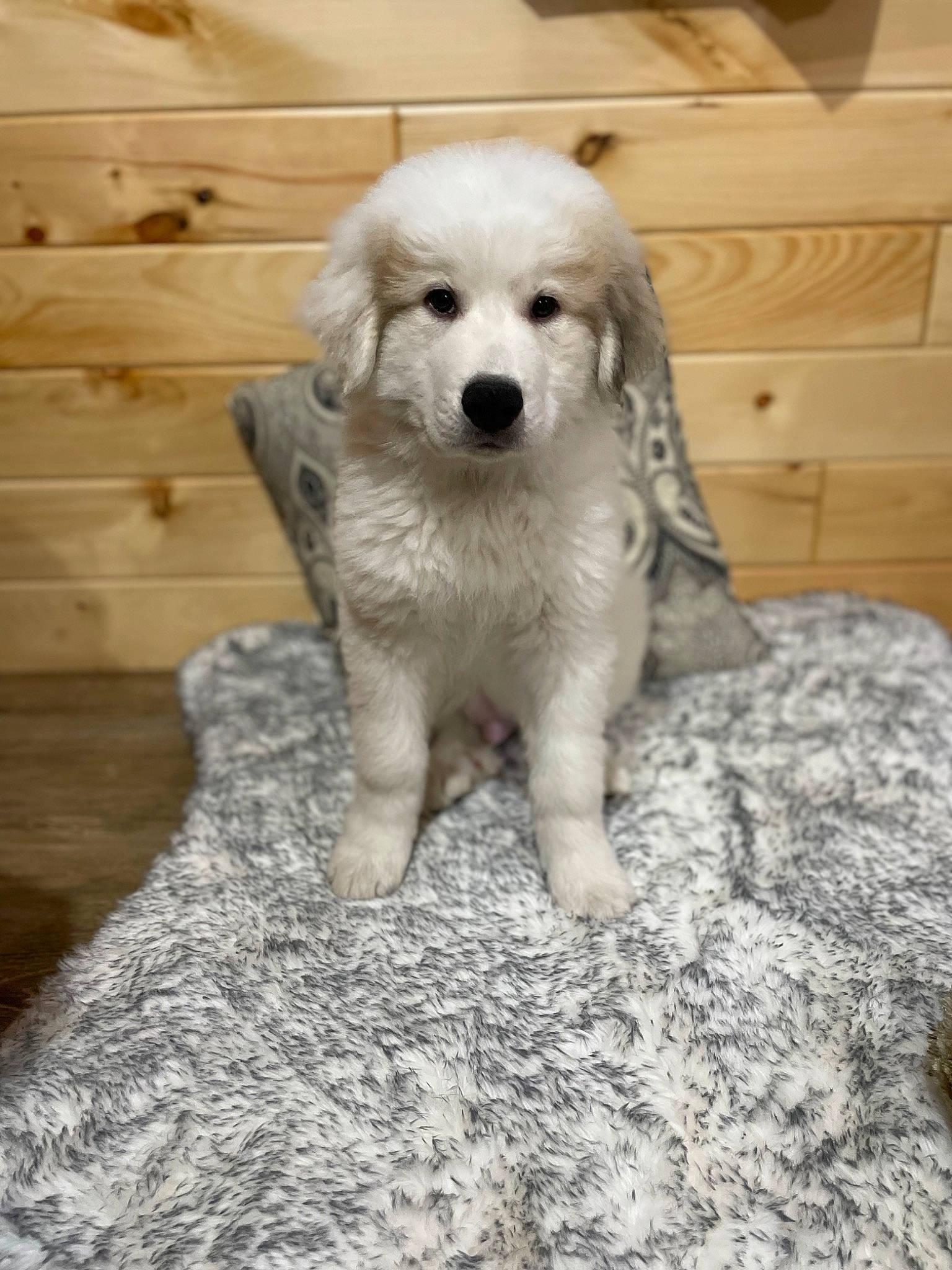 Judge is registered to the contest to win money with this photo: canidae, carnivore, companion_dog, dog, dog_breed, fawn, flooring, fur, hardwood, livestock_guardian_dog, non_sporting_group, plant, retriever, sporting_group, terrestrial_animal, wood, working_animal