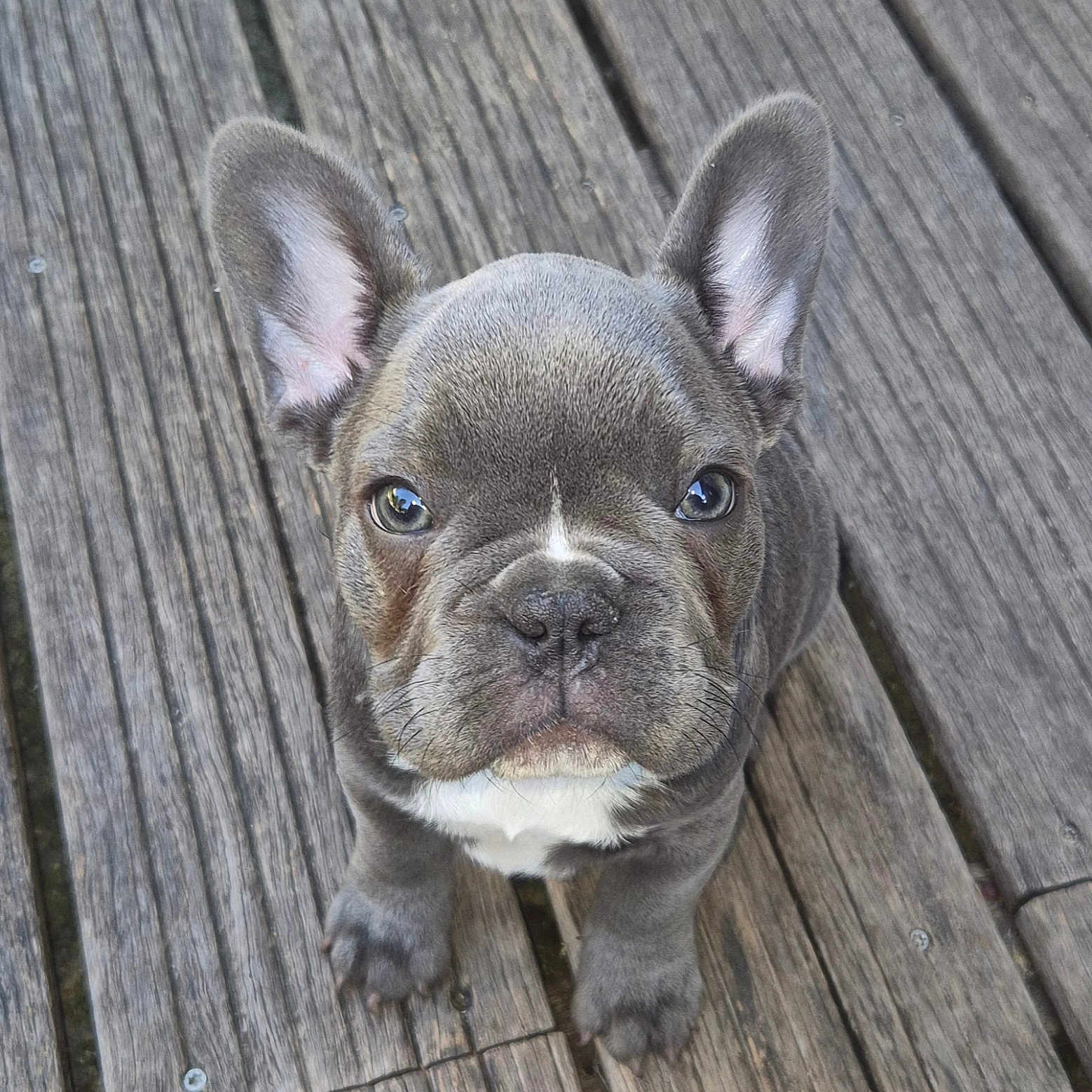 Arlo a rejoint le concours — aidez-le/la à gagner de superbes lots ! animal, boardwalk, bostonbull, boxer, bridge, bulldog, canine, dog, frenchbulldog, pet, pitbull, puppy