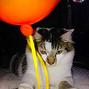 Zulu is registered to the contest to win money with this photo: cat, balloon, orange, yellow_ribbon, paw, curious, indoor, pet, feline, white_fur, tabby, closeup, animal, flash, red_eye, toy, playing, bed, resting, dark_background