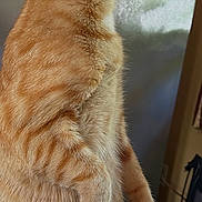 Topper is registered to the contest to win money with this photo: animal, cat, closeup, curious, domestic_animal, ears, feline, fur, household, indoor, looking_away, orange_tabby, paper, pet, plastic_bag, reflection, side_view, sitting, table, whiskers