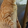 animal, cat, closeup, curious, domestic_animal, ears, feline, fur, household, indoor, looking_away, orange_tabby, paper, pet, plastic_bag, reflection, side_view, sitting, table, whiskers
