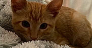 Topper joined the competition — help win amazing prizes! animal, blanket, cat, closeup, comfort, cozy, cute, domestic_cat, ears, fur, ginger_cat, indoor, kitten, pet, relaxing, resting, sleepy, soft_texture, whiskers, young_cat