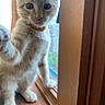 kitten, cat, orange_tabby, paw, tongue, window, windowsill, wood, natural_light, curious, pet, feline, indoor, close_up, young, playful, whiskers, collar, cute, animal