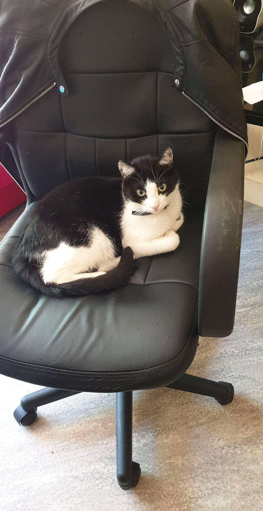 Yoyo participe au concours pour gagner de l'argent avec cette photo : black_and_white, carnivore, cat, cat_supply, chair, comfort, domestic_short_haired_cat, felidae, fur, furniture, kitten, office_chair, sitting, small_to_medium_sized_cats, table, tail, whiskers