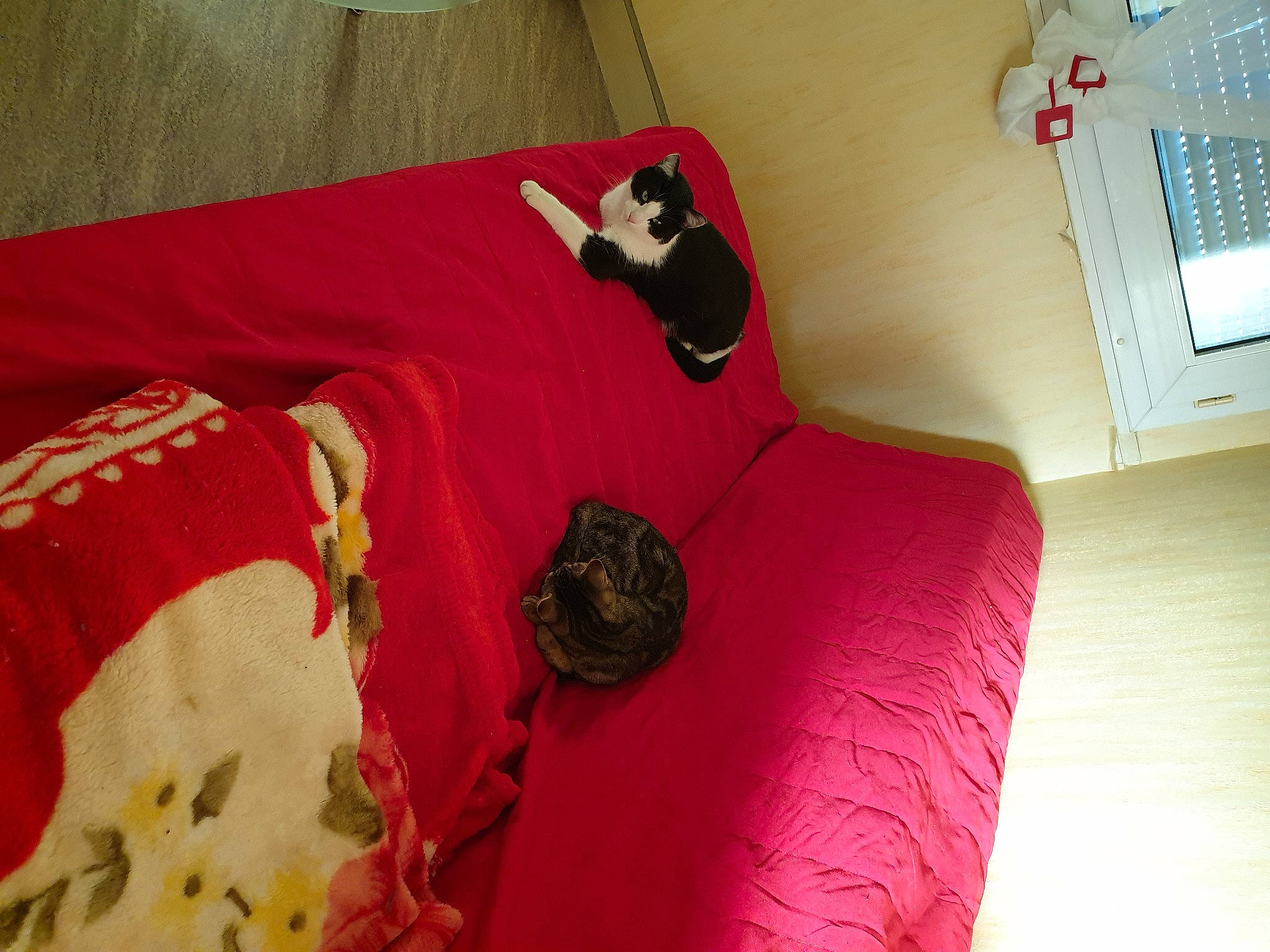 Yoyo a rejoint le concours — aidez-le/la à gagner de superbes lots ! bed, boston_terrier, canidae, cat, couch, furniture, linens, non_sporting_group, pillow, room, textile