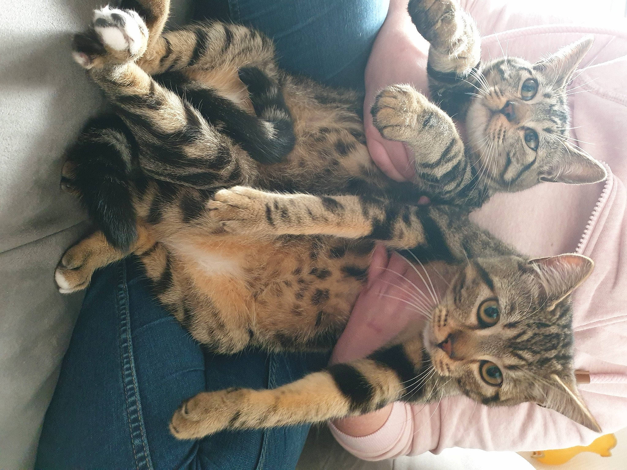 Kiara participe au concours pour gagner de l'argent avec cette photo : american_shorthair, asian, bengal, california_spangled, carnivore, cat, claw, domestic_short_haired_cat, dragon_li, egyptian_mau, european_shorthair, felidae, fur, kitten, ocicat, pixie_bob, small_to_medium_sized_cats, sokoke, tabby_cat, whiskers