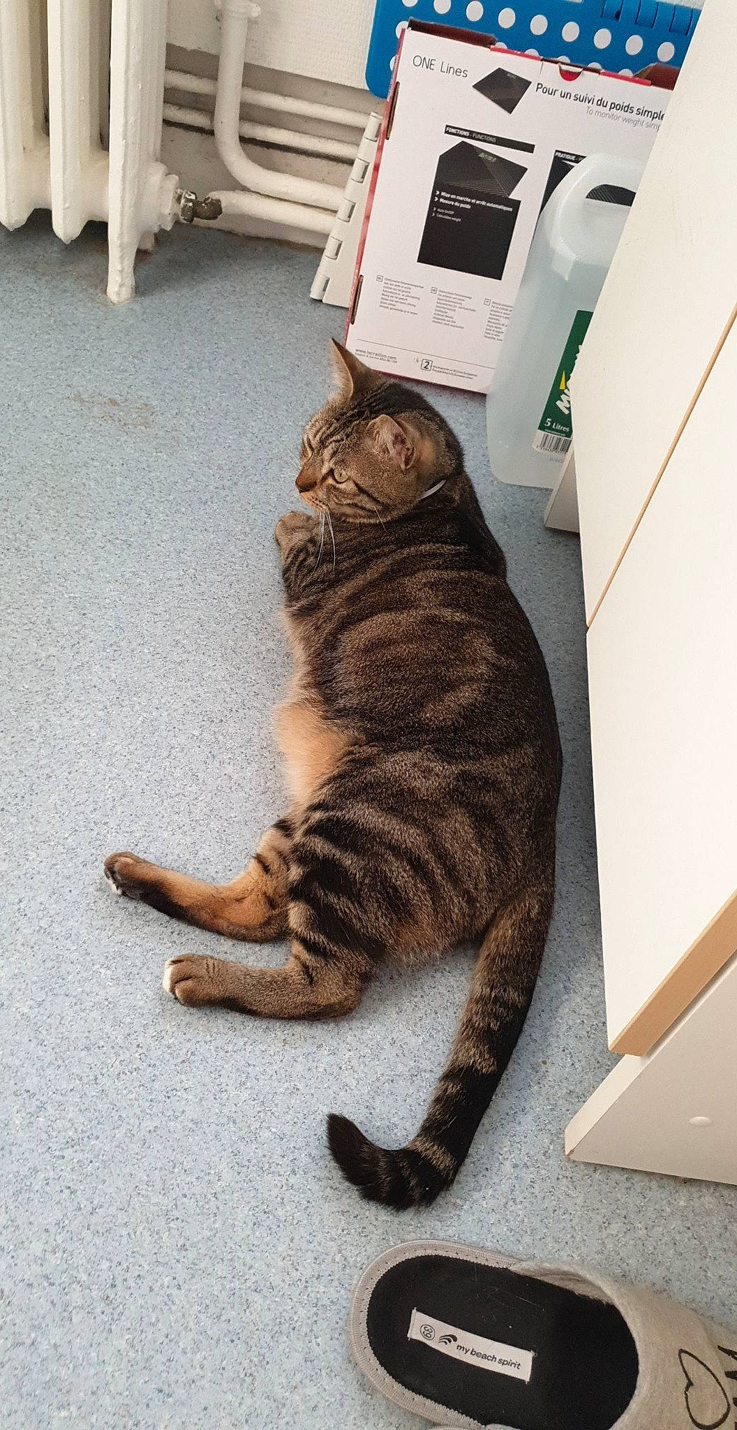 Kiara a rejoint le concours — aidez-le/la à gagner de superbes lots ! american_shorthair, asian, carnivore, cat, claw, domestic_short_haired_cat, dragon_li, european_shorthair, felidae, floor, fur, leg, paw, small_to_medium_sized_cats, tabby_cat, tail, whiskers