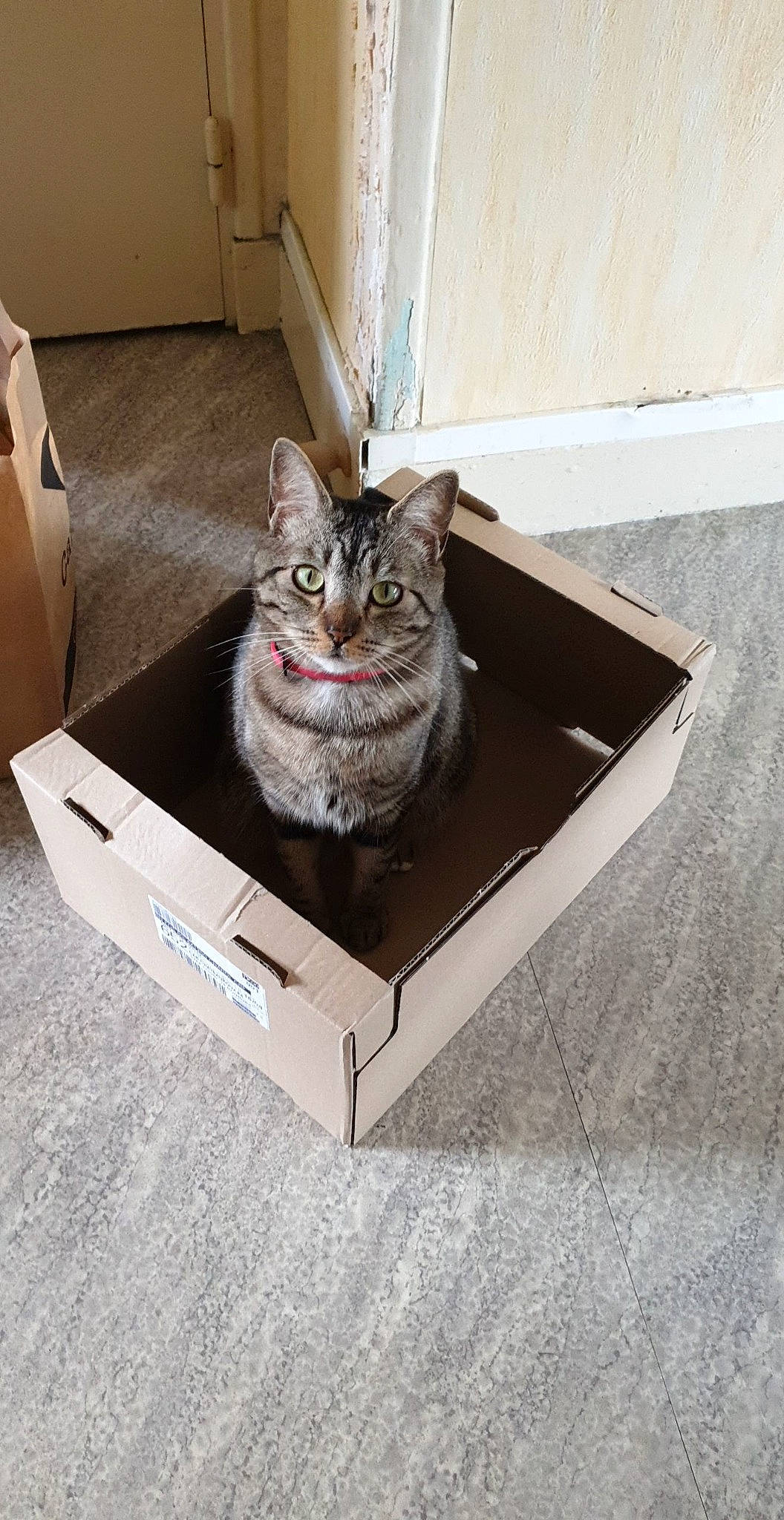 Kiara a rejoint le concours — aidez-le/la à gagner de superbes lots ! american_shorthair, asian, box, carnivore, cat, domestic_short_haired_cat, dragon_li, egyptian_mau, european_shorthair, felidae, kitten, packaging_and_labeling, small_to_medium_sized_cats, tabby_cat, whiskers