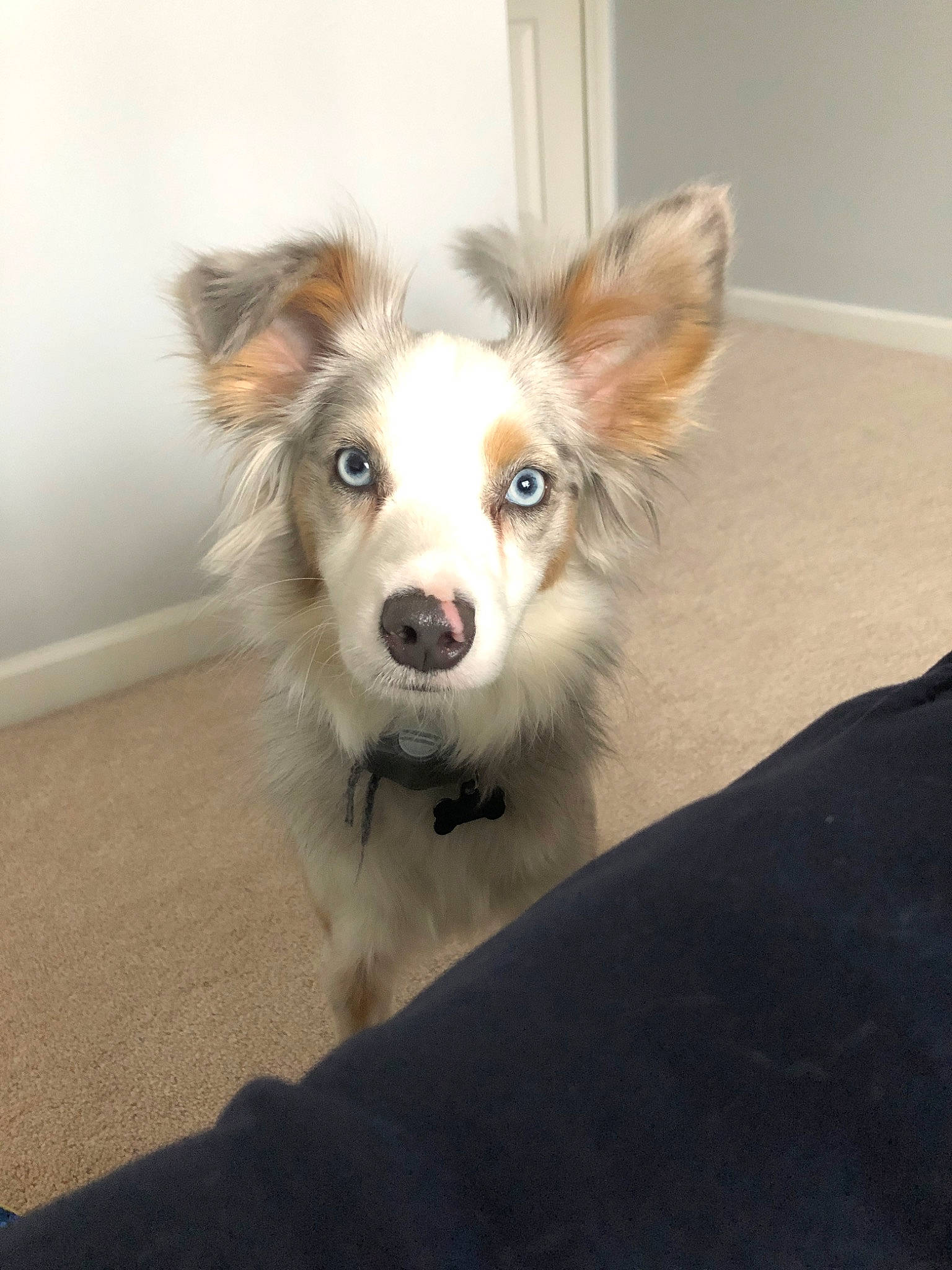 Katherine joined the competition — help win amazing prizes! australian_collie, australian_shepherd, canidae, carnivore, companion_dog, dog, dog_breed, ear, fawn, mammal, miniature_australian_shepherd, papillon, puppy, rare_breed_dog, snout, sporting_group, vertebrate