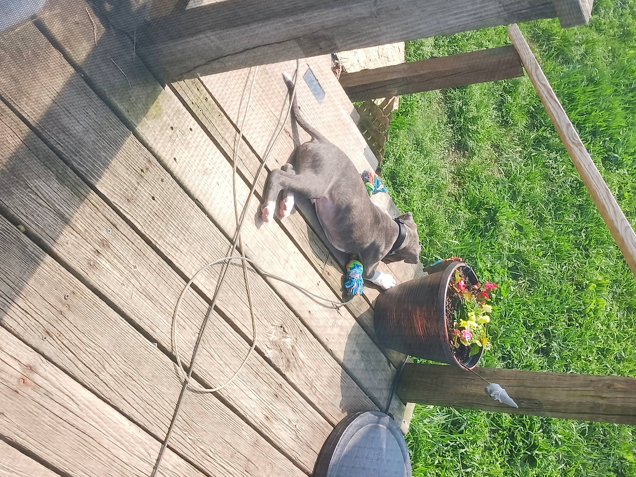 Capone is registered to the contest to win money with this photo: canidae, carnivore, dog_breed, fawn, felidae, fur, grass, hardwood, plank, plant, sporting_group, tail, terrestrial_animal, wildlife, wood, working_animal