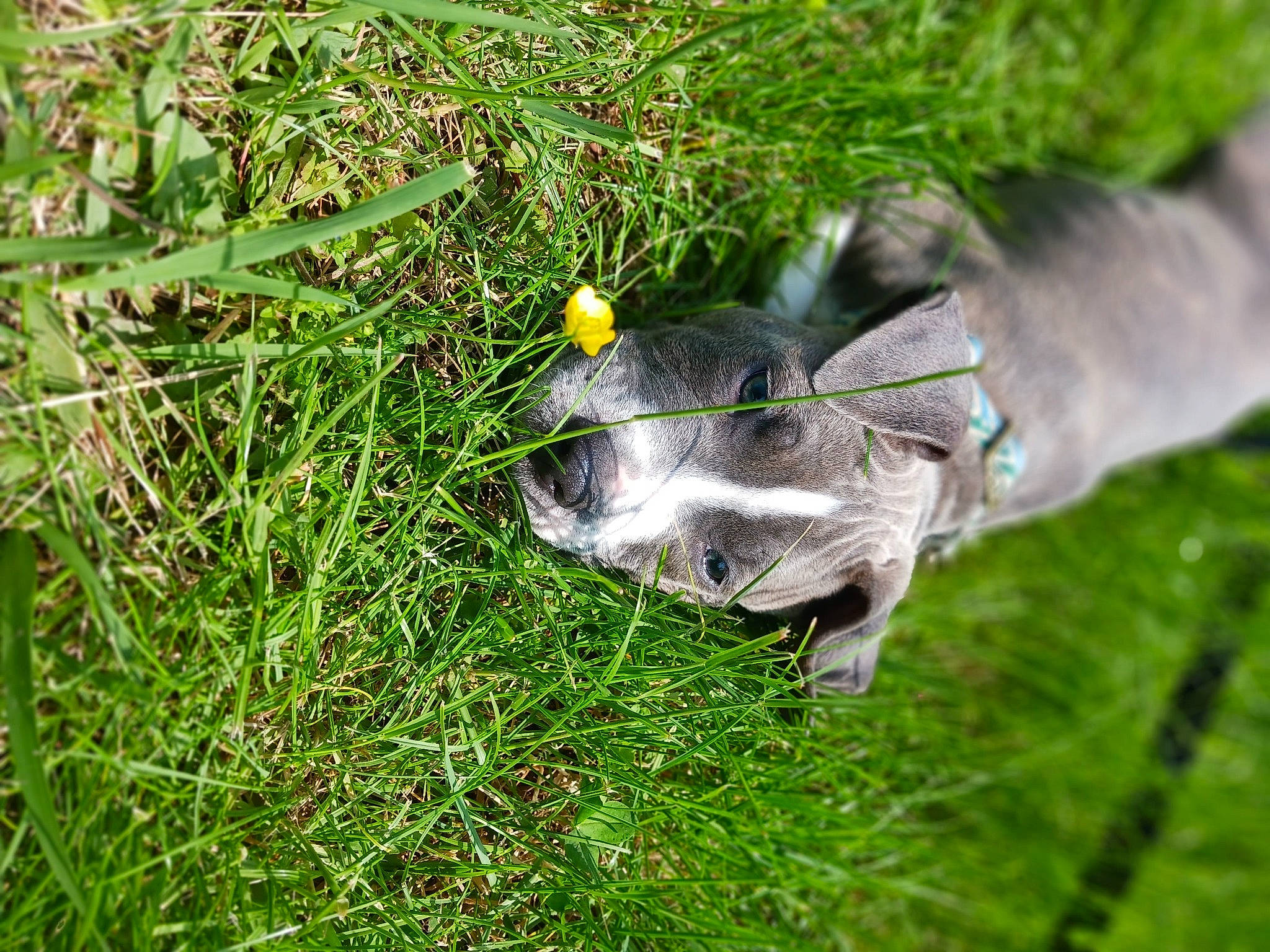 Capone joined the competition — help win amazing prizes! conifer, evergreen, grass, grass_family, groundcover, herb, herbaceous_plant, lawn, plant, snout, tail, terrestrial_animal, whiskers, wildlife