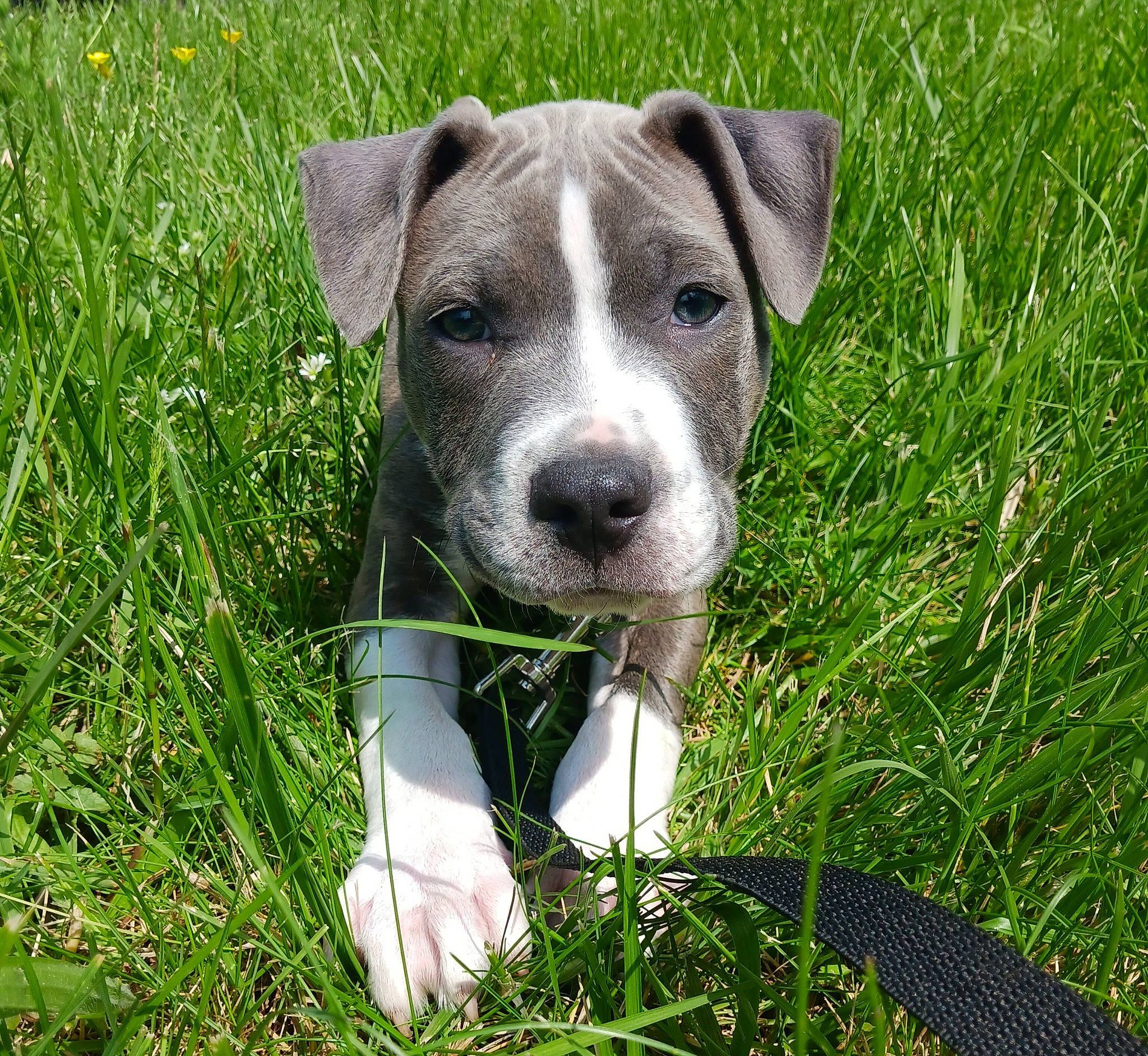 Capone joined the competition — help win amazing prizes! carnivore, companion_dog, dog, dog_breed, fawn, grass, grassland, groundcover, plant, sedge_family, sporting_group, terrestrial_animal, whiskers, working_animal