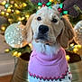 Piper is registered to the contest to win money with this photo: dog, golden_retriever, puppy, antlers, headband, pink_sweater, reindeer_pattern, christmas_tree, ornaments, lights, holiday, festive, indoors, cute, pet, animal, portrait, decorations, cozy, holiday_season