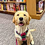 Piper is registered to the contest to win money with this photo: dog, golden_retriever, puppy, pet, harness, leash, carpet, bookshelf, books, indoor, smiling, cute, animal, canine, friendly, sitting, young, domestic_animal, playful, adorable