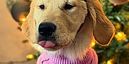 Piper joined the competition — help win amazing prizes! dog, puppy, golden_retriever, reindeer_antlers, pink_sweater, christmas_tree, holiday, festive, tongue_out, indoors, cute, pet, animal, decorations, lights, soft_focus, portrait, warm_lighting, seasonal, cozy