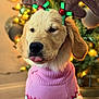 dog, puppy, golden_retriever, reindeer_antlers, pink_sweater, christmas_tree, holiday, festive, tongue_out, indoors, cute, pet, animal, decorations, lights, soft_focus, portrait, warm_lighting, seasonal, cozy