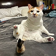 Amy joined the competition — help win amazing prizes! cat, calico_cat, bed, blanket, pillow, tail, fur, indoor, feline, pet, whiskers, ears, curious, sitting, cozy, nightstand, lamp, home, relaxed, cute