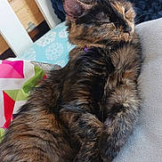 Muffin is registered to the contest to win money with this photo: cat, tortoiseshell, sleeping, couch, blanket, cushion, indoor, pet, feline, relaxation, fur, resting, closeup, cozy, home, animal, cute, comfort, soft, nap
