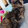 cat, tortoiseshell, sleeping, couch, blanket, cushion, indoor, pet, feline, relaxation, fur, resting, closeup, cozy, home, animal, cute, comfort, soft, nap