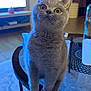 Gourmey participe au concours pour gagner de l'argent avec cette photo : big_eyes, bottle, british_shorthair, cat, cozy_home, curious_expression, curtain, furniture, glass_table, grey_fur, indoor, kitten, living_room, paws, pet, portrait, rug, soft_lighting, tv_screen, whiskers