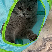 Gourmey participe au concours pour gagner de l'argent avec cette photo : carpet, cat, close_up, curiosity, cute, fabric_toy, feline, fluffy, gray_cat, indoors, orange_eyes, paw, peeking, pet, playful, portrait, soft_fur, tunnel, whiskers, wide_eyes