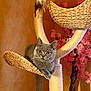Gourmey participe au concours pour gagner de l'argent avec cette photo : amber_eyes, cat, cat_face, cat_tree, close_up, cozy, curious, feather_toy, gray_cat, home_decor, indoor, paws, pet, pink_flowers, portrait, relaxed, sisal_post, tail, whiskers, woven_basket