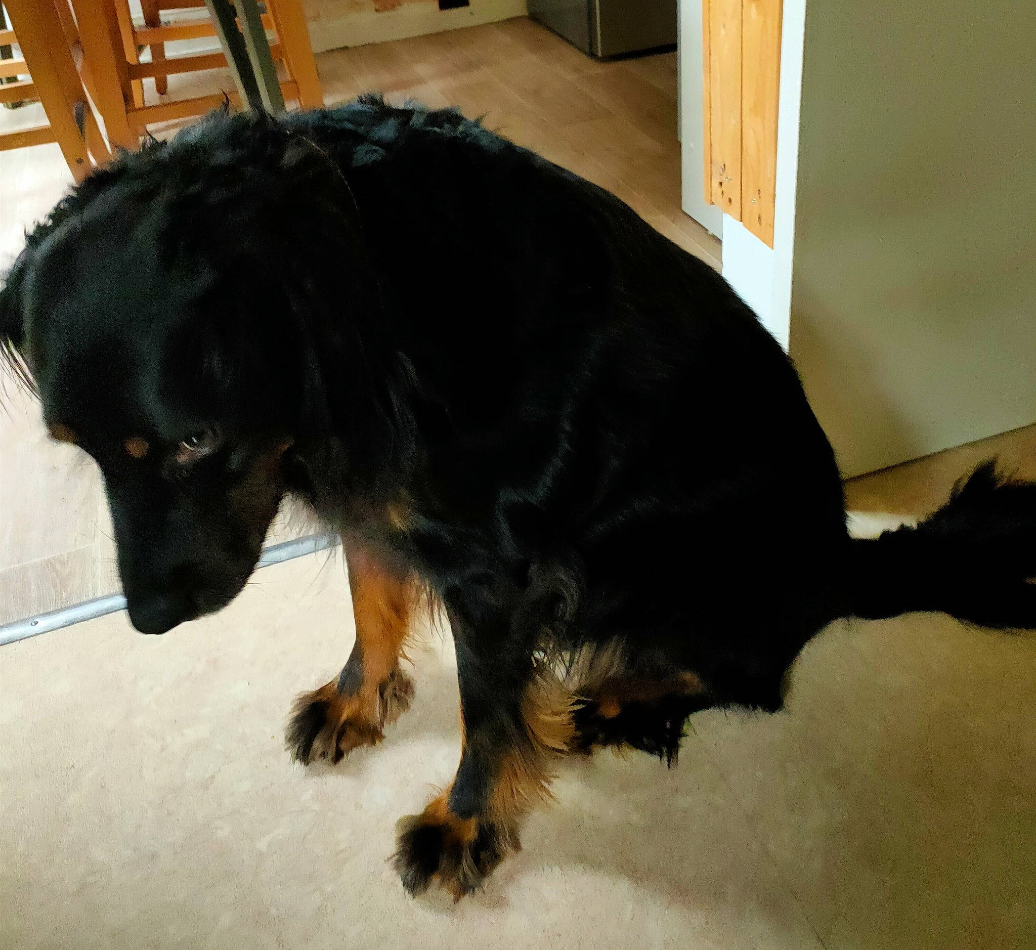 Jack a rejoint le concours — aidez-le/la à gagner de superbes lots ! canidae, carnivore, companion_dog, cupboard, dog, dog_breed, flooring, fur, guard_dog, hardwood, natural_material, paw, snout, sporting_group, tail, terrestrial_animal, wood, wood_stain, working_animal, working_dog