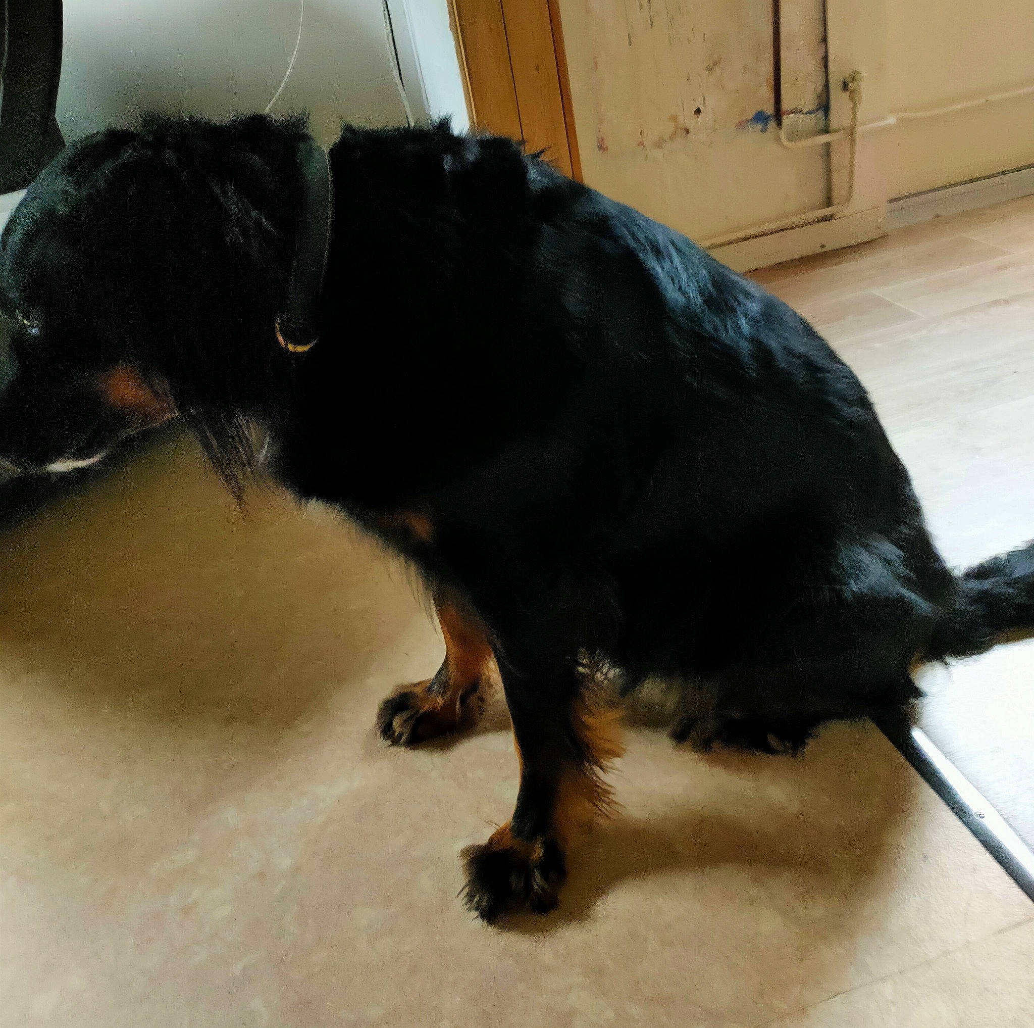 Jack a rejoint le concours — aidez-le/la à gagner de superbes lots ! canidae, carnivore, claw, collar, companion_dog, dog, dog_breed, door, ear, flooring, foot, fur, guard_dog, paw, snout, sporting_group, tail, terrestrial_animal, working_animal, working_dog