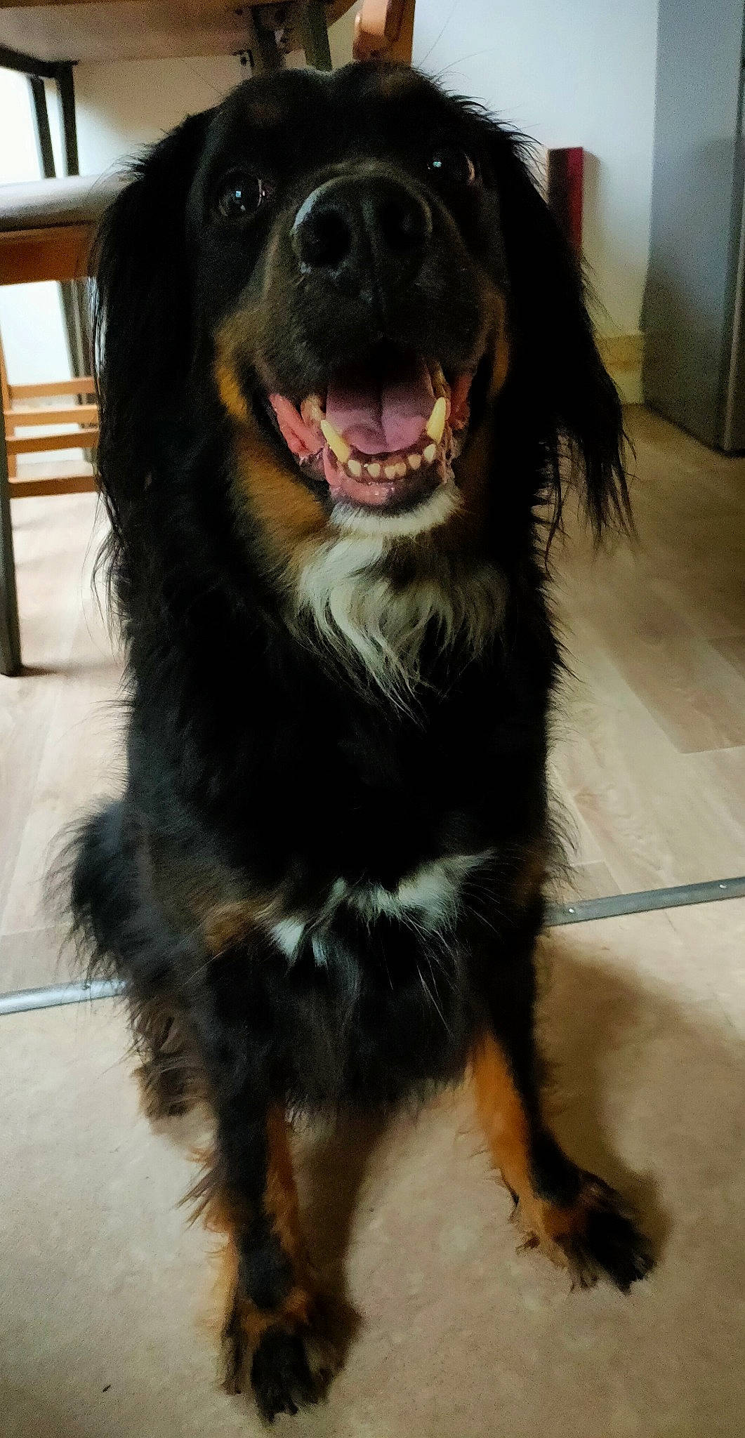 Jack a rejoint le concours — aidez-le/la à gagner de superbes lots ! carnivore, companion_dog, dog, dog_breed, flooring, fur, gaddi_kutta, giant_dog_breed, guard_dog, happy, rottweiler, smile, snout, sporting_group, terrestrial_animal, whiskers, working_animal, working_dog