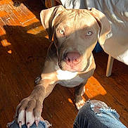 Nyla is registered to the contest to win money with this photo: dog, paw, denim, ripped_jeans, floor, wooden_floor, bedroom, bed, blanket, sunlight, indoor, pet, canine, white_sheet, shadow, human_leg, close_up, looking_up, light, cozy