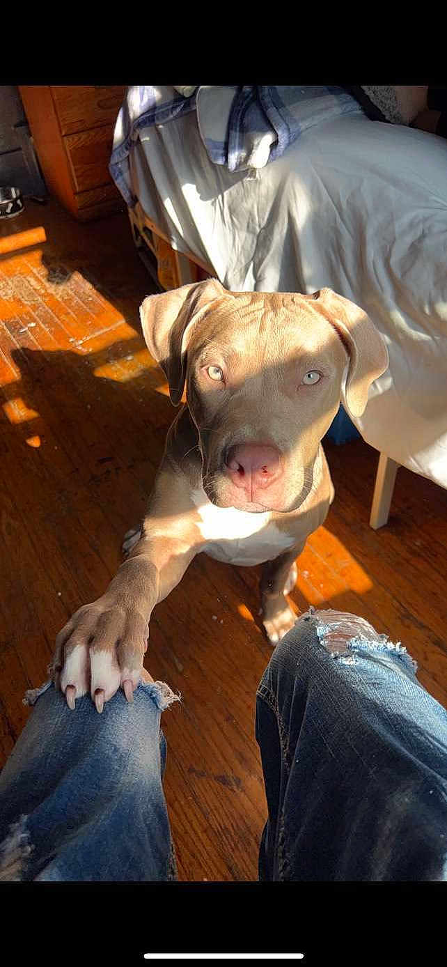 Nyla