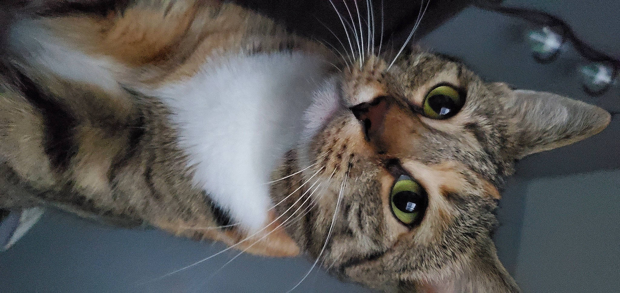 Serena joined the competition — help win amazing prizes! carnivore, cat, claw, close_up, domestic_short_haired_cat, ear, eye, felidae, fur, head, iris, nose, paw, photography, small_to_medium_sized_cats, snout, terrestrial_animal, whiskers, wildlife