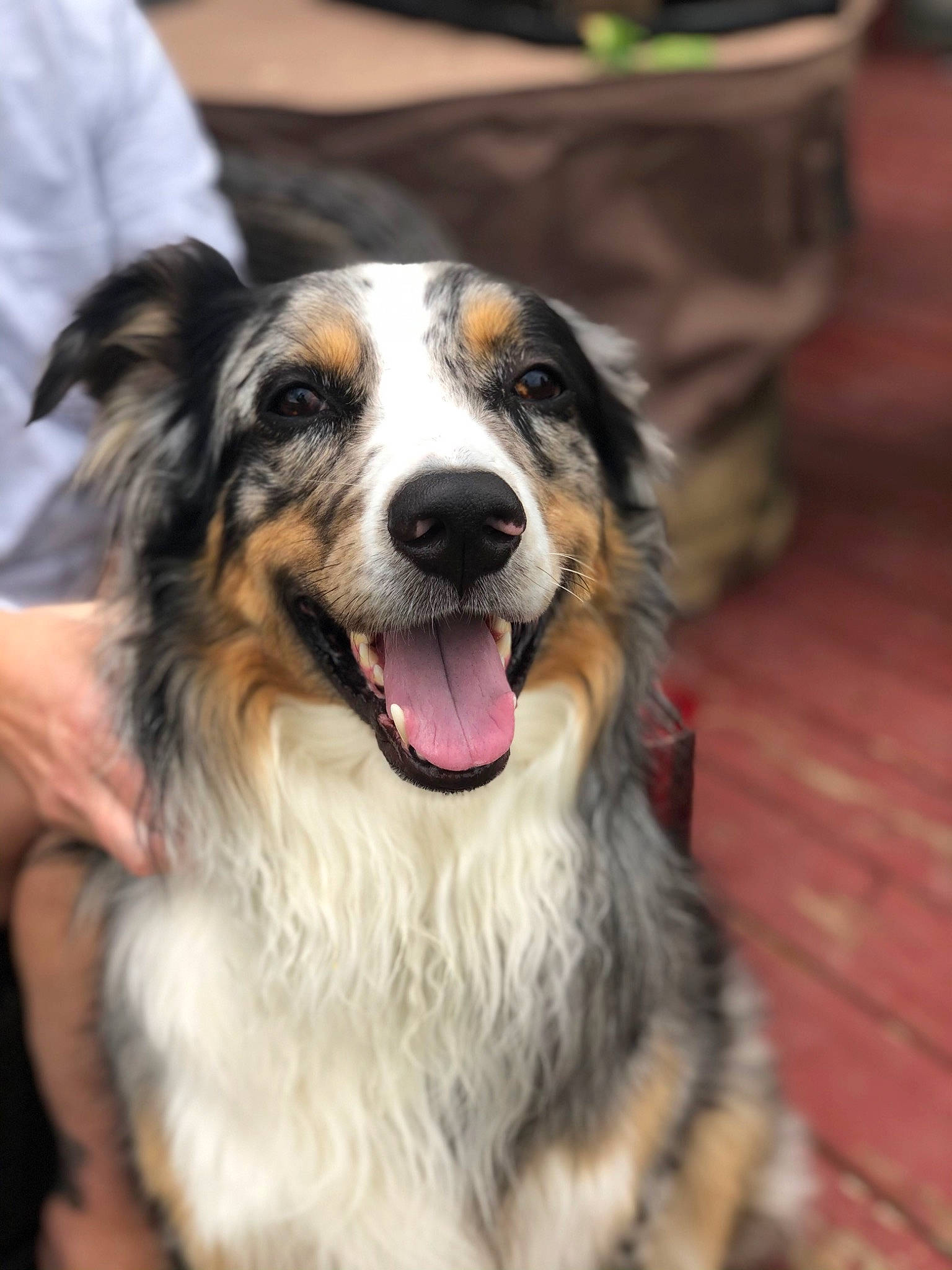 Blue joined the competition — help win amazing prizes! canidae, carnivore, collar, companion_dog, dog, dog_breed, flowerpot, fur, herding_dog, plant, snout, sporting_group, terrestrial_animal, whiskers, working_animal, working_dog