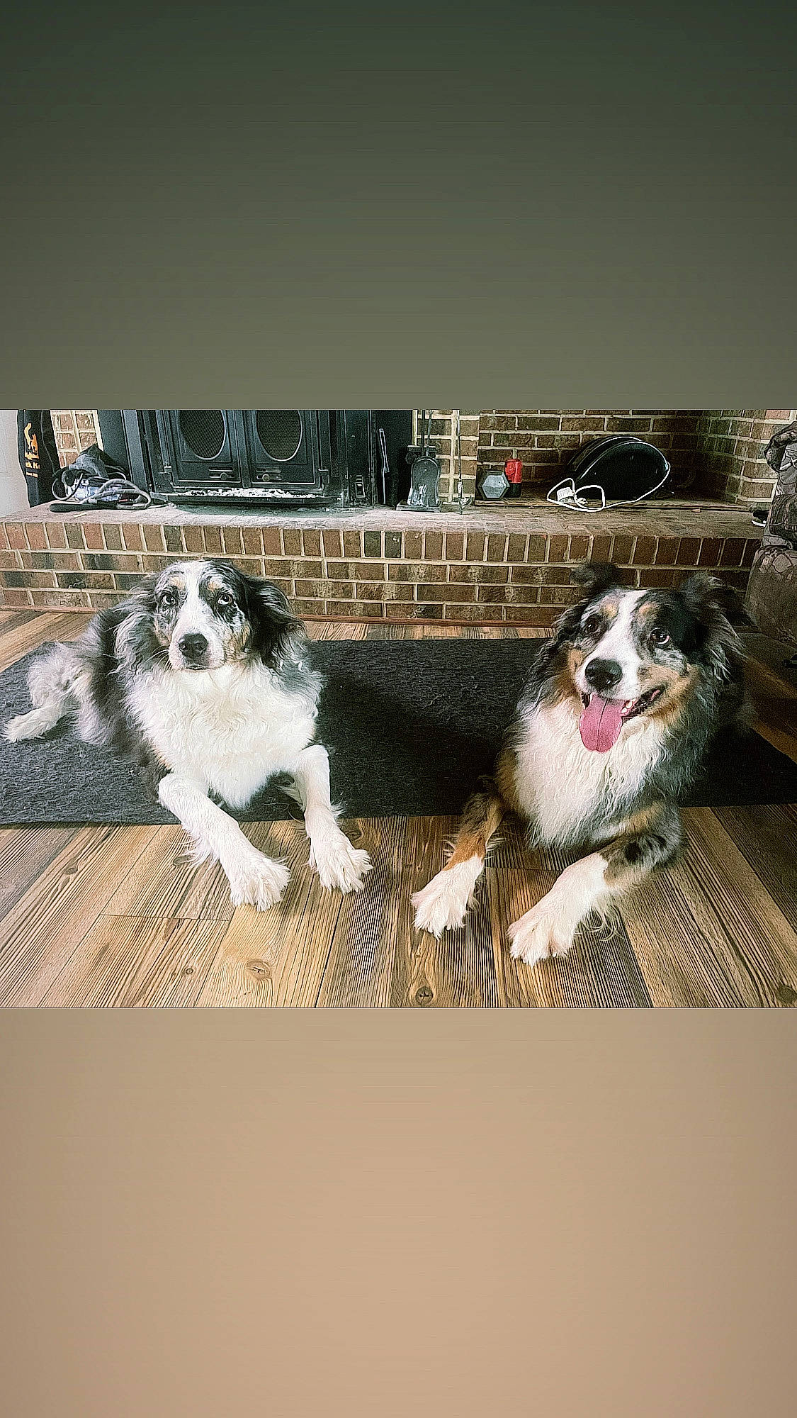 Blue joined the competition — help win amazing prizes! art, automotive_lighting, automotive_tire, bumper, canidae, carnivore, companion_dog, dog, dog_breed, drawing, fur, herding_dog, illustration, painting, paw, snout, sporting_group, tail, toy_dog, working_dog