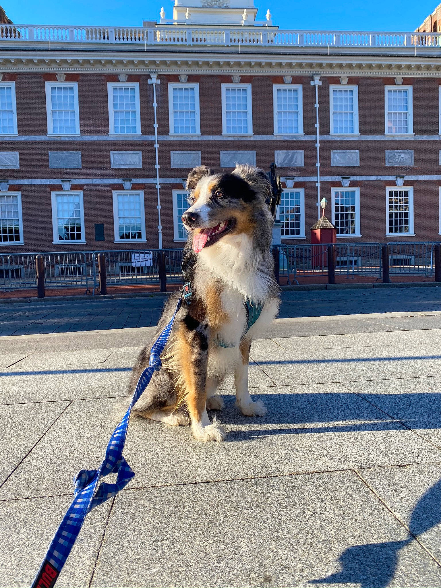 Blue joined the competition — help win amazing prizes! asphalt, blue, border_collie, building, canidae, carnivore, collar, companion_dog, dog, dog_breed, dog_supply, fur, herding_dog, plant, road, sky, snout, sporting_group, street, window