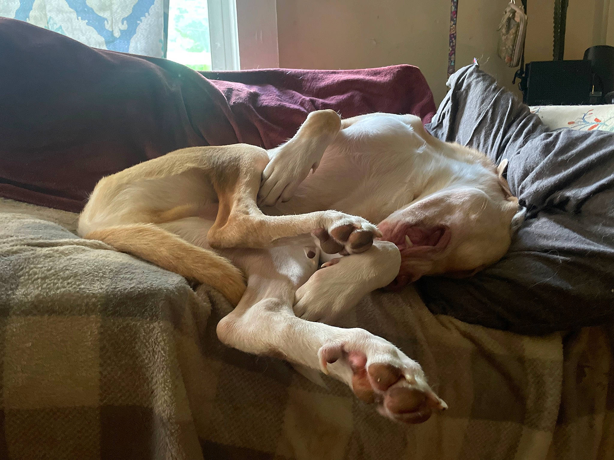Gomer Pyle joined the competition — help win amazing prizes! bedding, blanket, canidae, carnivore, comfort, companion_dog, couch, dog, dog_breed, duvet, fawn, felidae, fur, hardwood, linens, nap, room, sporting_group, tail, working_animal