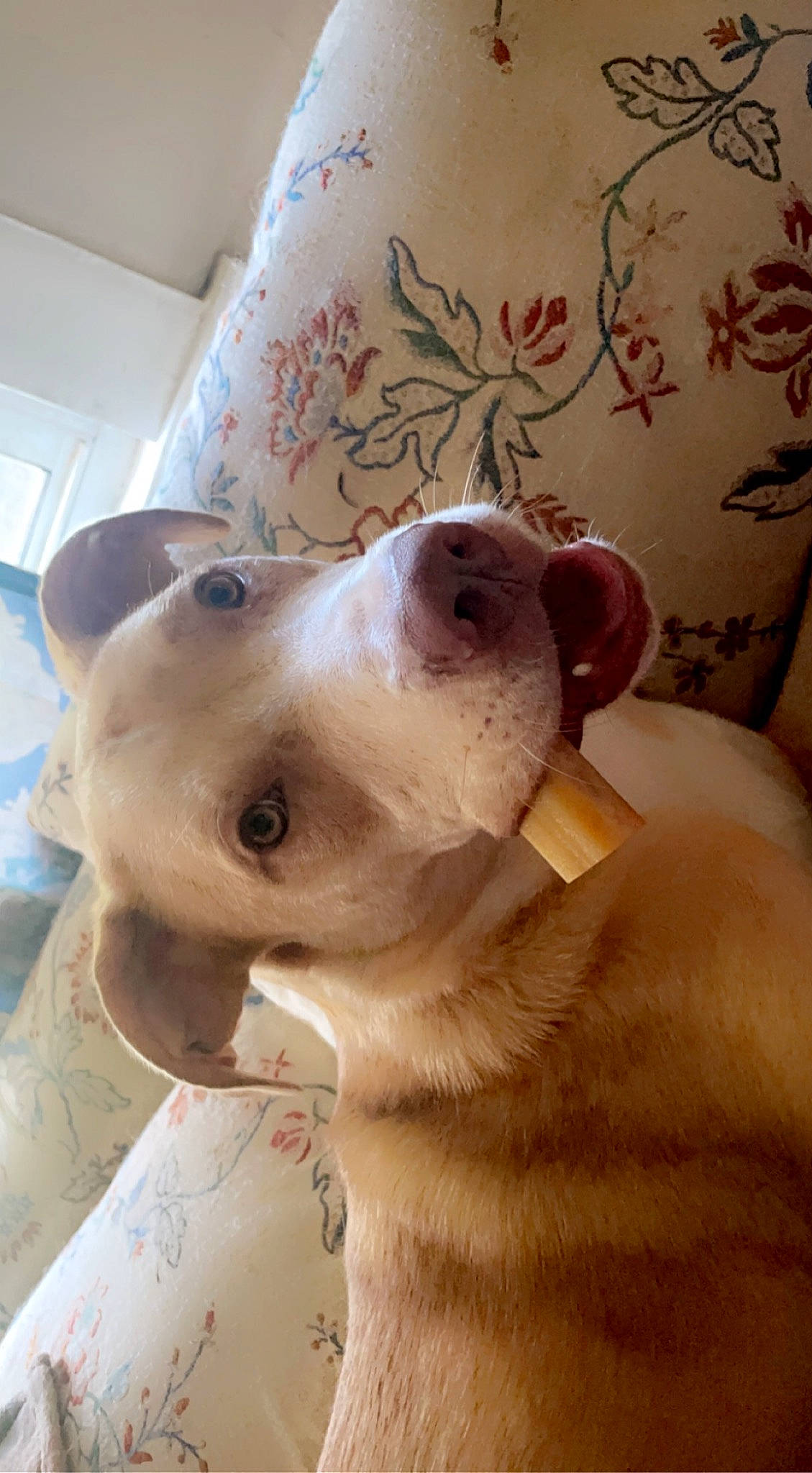 Gomer Pyle is registered to the contest to win money with this photo: bedding, canidae, carnivore, collar, comfort, companion_dog, couch, dog, dog_breed, dog_collar, dog_supply, ear, fawn, fur, linens, pet_supply, snout, sporting_group, whiskers, working_animal