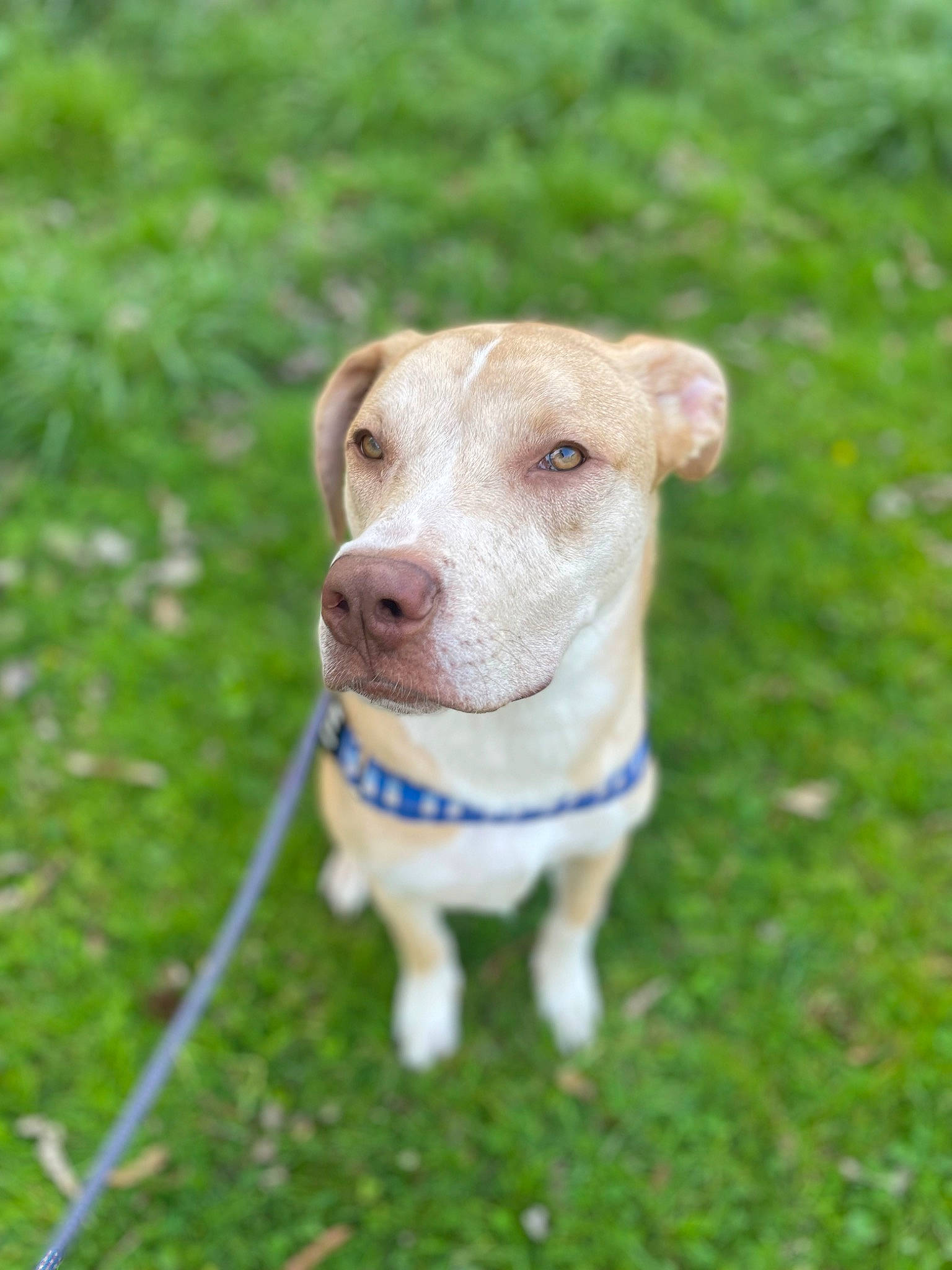 Gomer Pyle joined the competition — help win amazing prizes! canidae, carnivore, circle, collar, companion_dog, dog, dog_breed, dog_collar, fawn, grass, grassland, leash, pet_supply, plant, snout, sporting_group, tail, terrestrial_animal, whiskers, working_animal