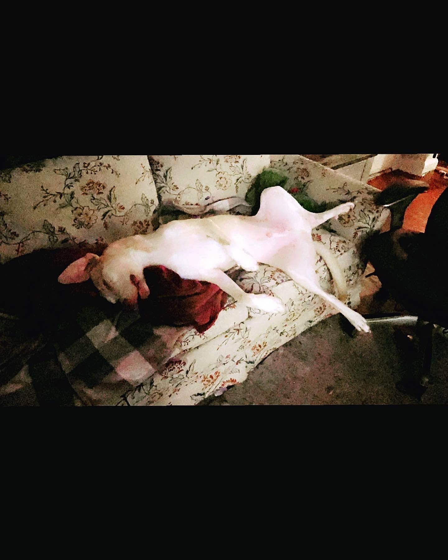 Gomer Pyle joined the competition — help win amazing prizes! carmine, comfort, darkness, flash_photography, flesh, flooring, font, human_leg, room, shadow, sitting, still_life_photography, tints_and_shades, wood