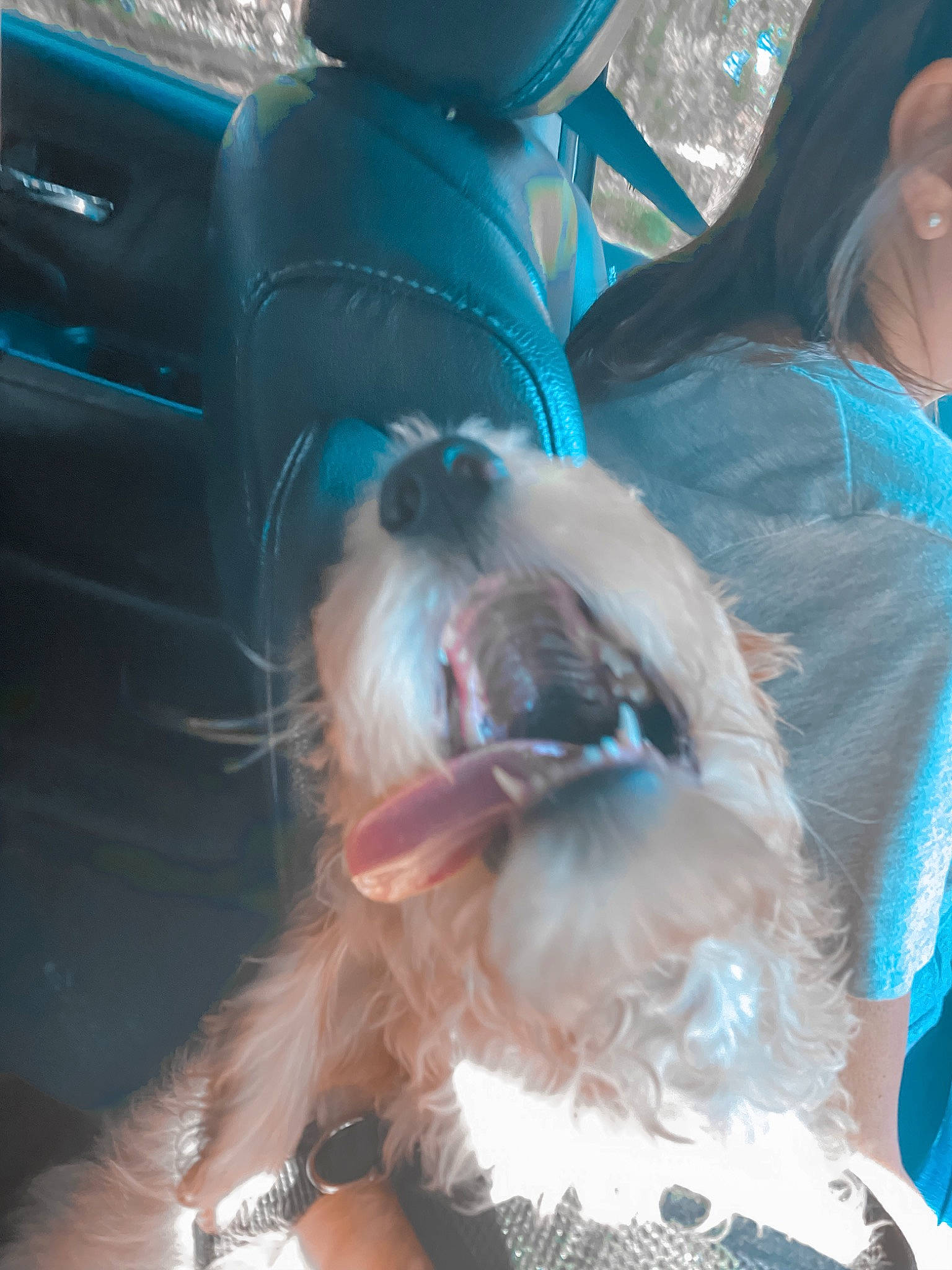 Rory joined the competition — help win amazing prizes! canidae, carnivore, chinese_crested_dog, companion_dog, dog, dog_breed, fun, glasses, long_hair, non_sporting_group, shih_tzu, sporting_group, sunglasses, toy_dog, vacation