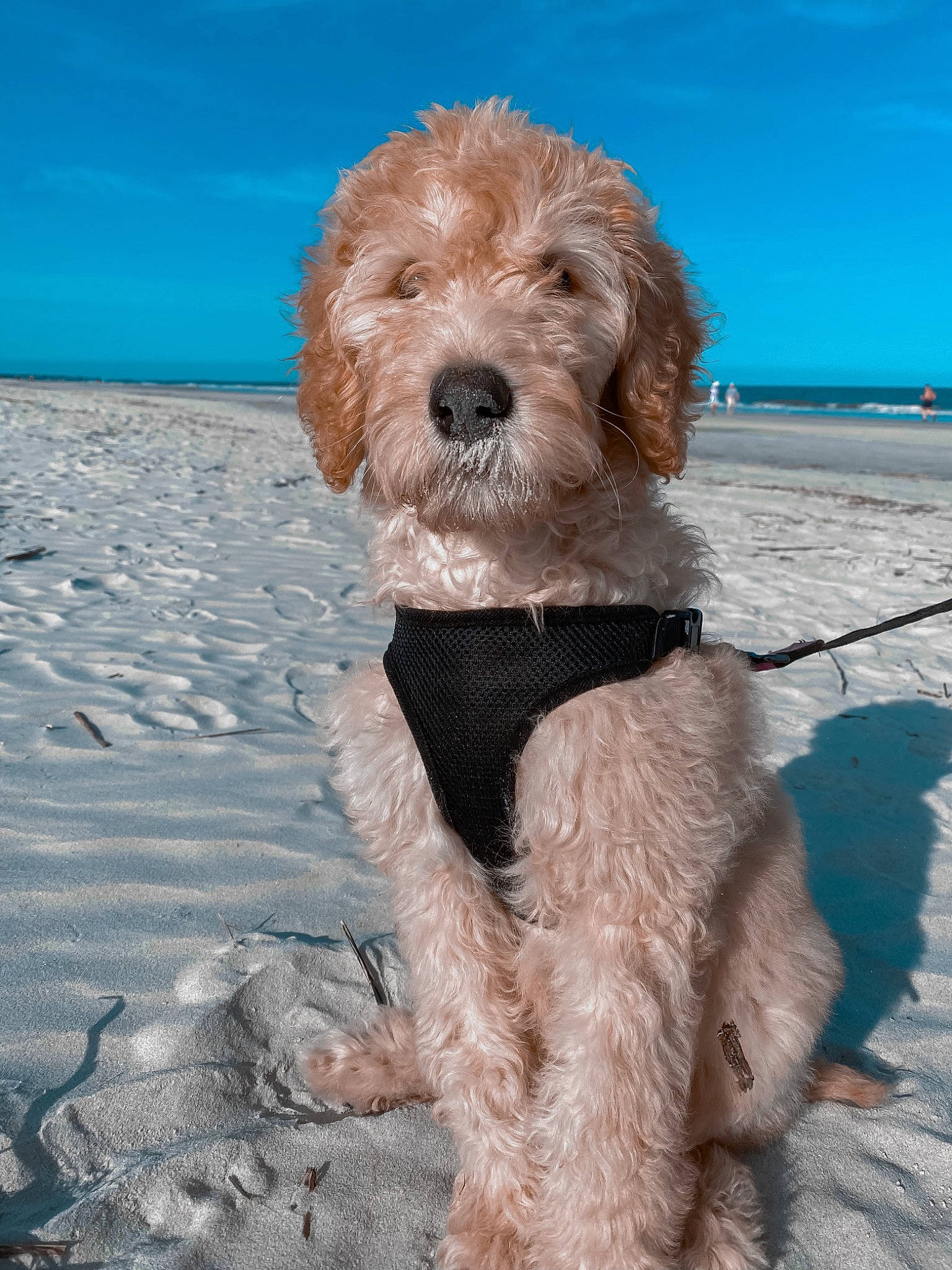 Rory is registered to the contest to win money with this photo: canidae, carnivore, cavapoo, cockapoo, companion_dog, dog, dog_breed, goldendoodle, labradoodle, mammal, miniature_poodle, poodle, poodle_crossbreed, schnoodle, spanish_water_dog, sporting_group, standard_poodle, terrier, toy_poodle, vertebrate