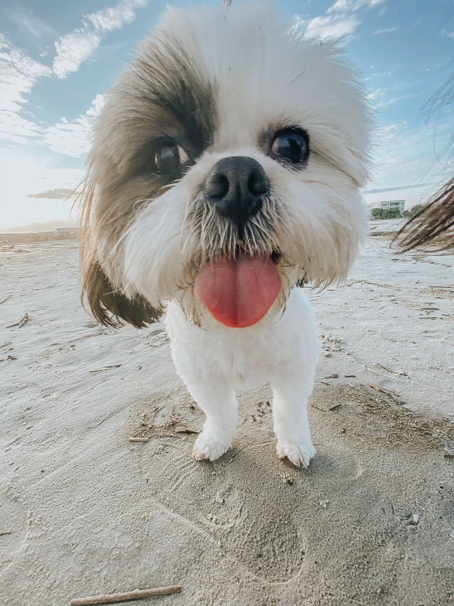 Bella is registered to the contest to win money with this photo: canidae, carnivore, chinese_imperial_dog, companion_dog, dog, dog_breed, kyi_leo, lhasa_apso, lowchen, maltepoo, maltese, mammal, non_sporting_group, puppy, rare_breed_dog, shih_tzu, snout, sporting_group, toy_dog, vertebrate