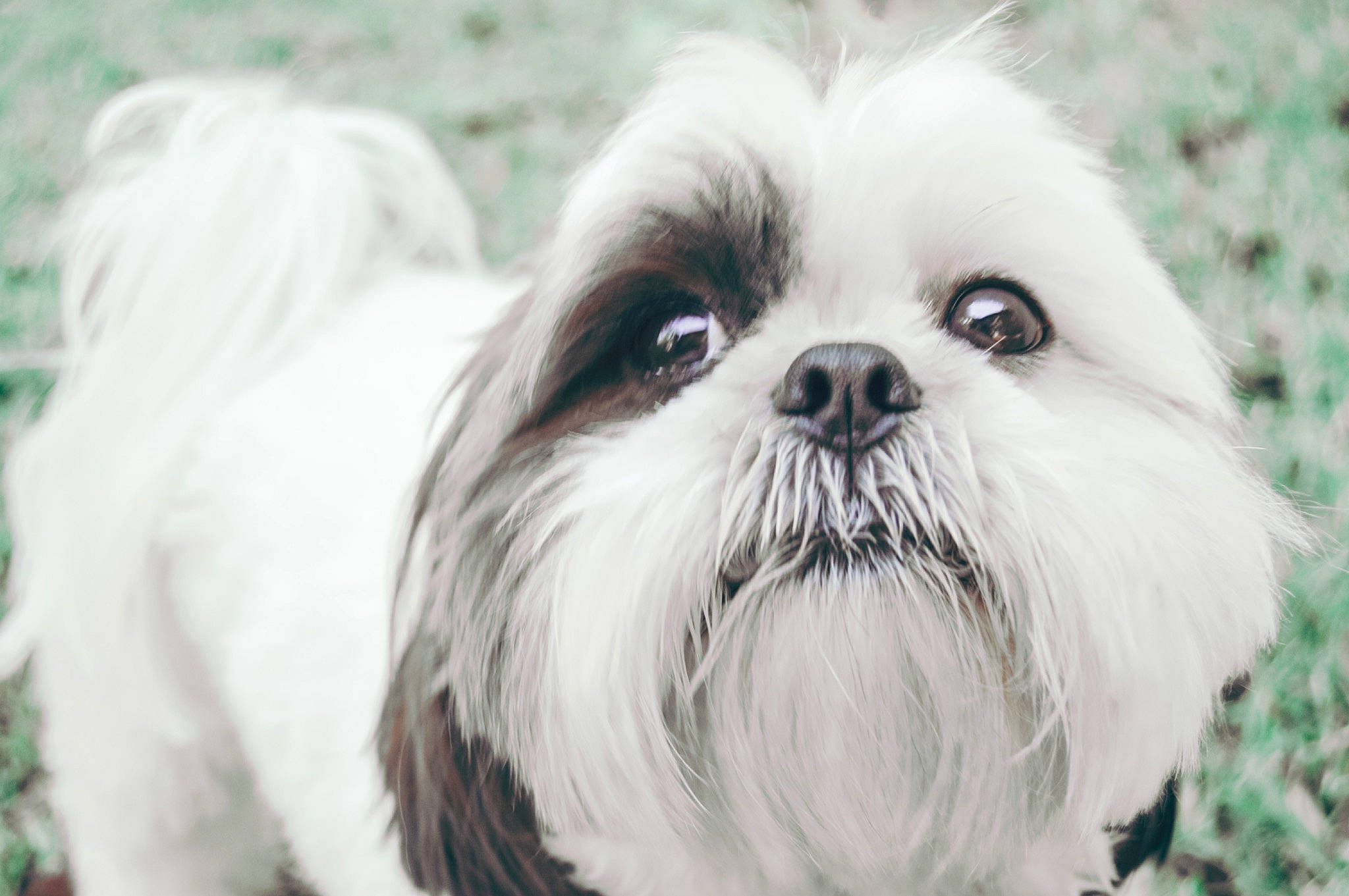 Bella joined the competition — help win amazing prizes! ancient_dog_breeds, canidae, carnivore, chinese_imperial_dog, companion_dog, dog, dog_breed, japanese_chin, kyi_leo, lhasa_apso, lowchen, maltese, mammal, non_sporting_group, puppy, rare_breed_dog, shih_tzu, snout, toy_dog, vertebrate