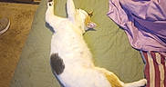 Lilly joined the competition — help win amazing prizes! cat, bed, blanket, quilt, pillow, feline, stretching, indoor, sleeping, resting, household, carpet, chair, trash_can, fur, pet, domestic_animal, relaxation, cozy, sleep