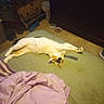 Lilly is registered to the contest to win money with this photo: cat, calico_cat, stretching, bedroom, mattress, blanket, dressing_table, carpet, food_bowl, water_bowl, furniture, indoor, sleeping, pet, relaxed, cozy, animal, home, resting, domestic