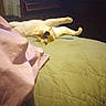 Lilly joined the competition — help win amazing prizes! cat, calico_cat, bed, quilt, green_bedspread, furniture, dresser, wooden_furniture, photo_frames, indoor, pet, sleeping, relaxed, paws, stretching, cozy, blanket, pink_blanket, room, home